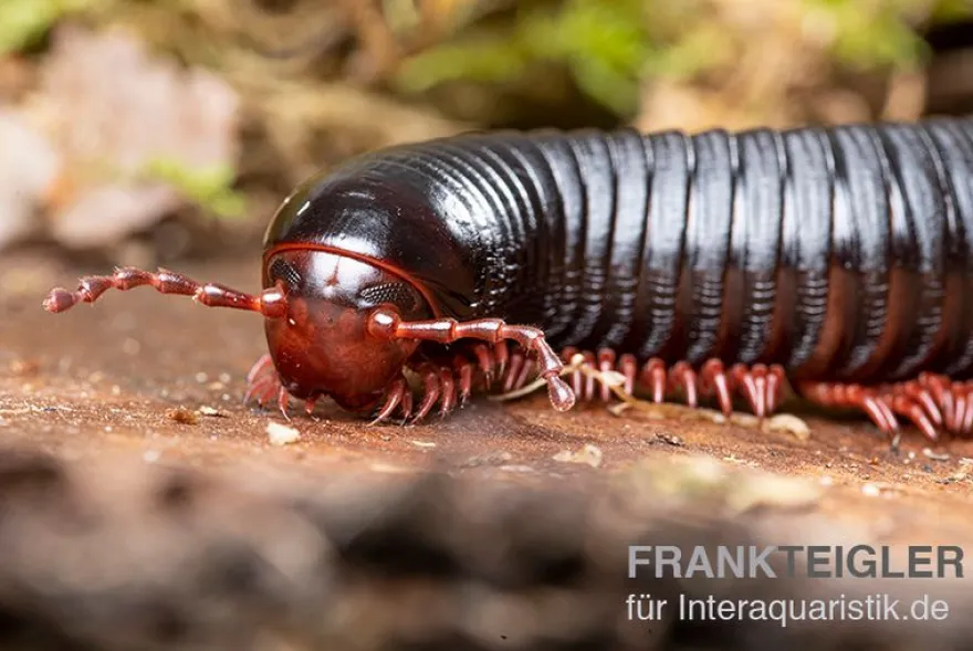 Parilis-Tausendfüßer, Mardonius parilis acuticonus
