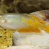 Parkinsons Regenbogenfisch, Melanotaenia parkinsoni