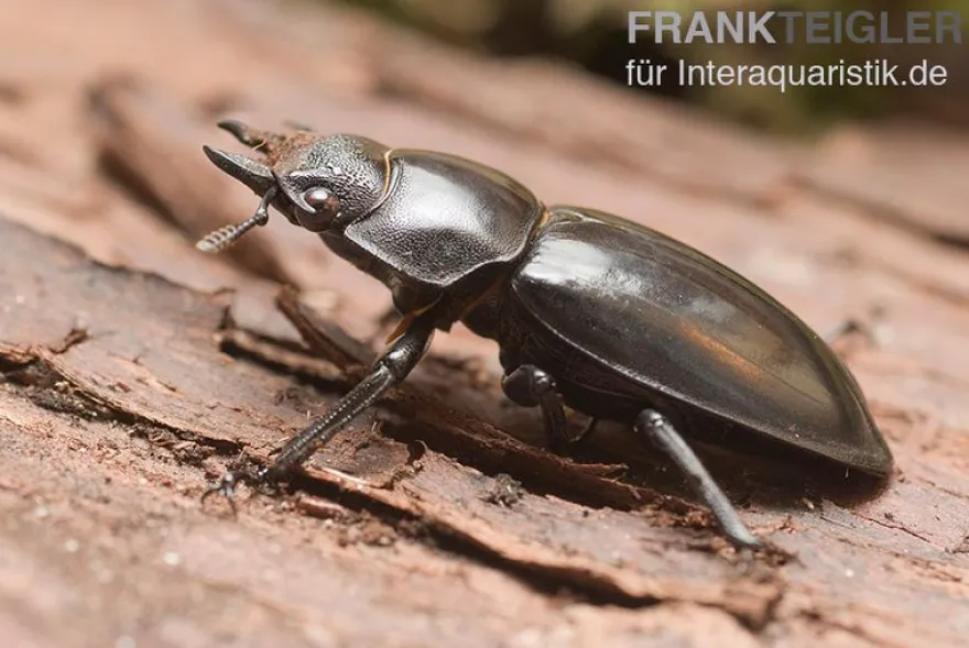 Parryi-Hirschkäfer, Hexarthrius parryi, gemischt
