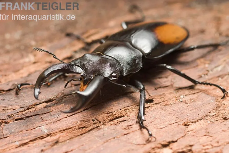 Parryi-Hirschkäfer, Hexarthrius parryi, gemischt