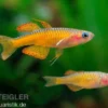 Paskas Blauauge, Pseudomugil paskai "Red Neon"