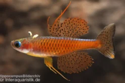 Paskas Blauauge, Pseudomugil paskai "Red Neon"