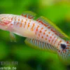 Pastellgrundel, Tateurndina ocellicauda