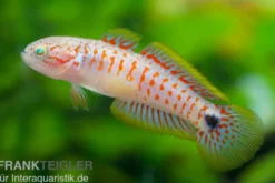 Pastellgrundel, Tateurndina ocellicauda