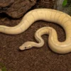 Pastell-Ivory-Königspython, Python regius