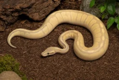 Pastell-Ivory-Königspython, Python regius