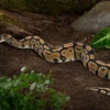 Pastell-Königspython het. Ghost, Python regius