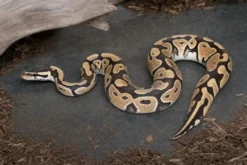 Pastell-Königspython het. Ghost, Python regius
