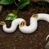 Pastel-Piebald-Königspython, Python regius