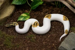 Pastel-Piebald-Königspython, Python regius