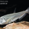 Payara, Hundezahnsalmler, Hydrolycus scomberoides