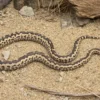 Pazifikboa, Candoia paulsoni