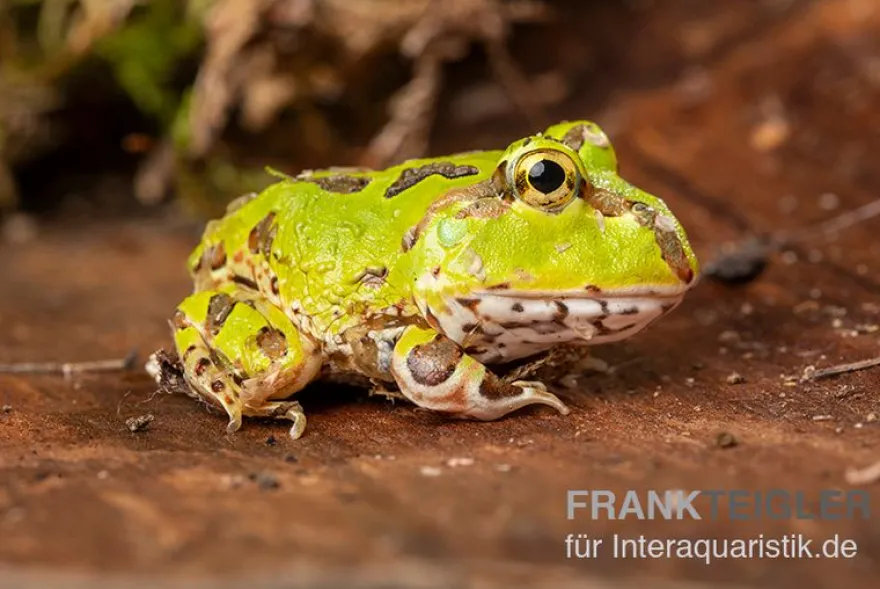 Pazifischer Hornfrosch, Ceratophrys stolzmanni