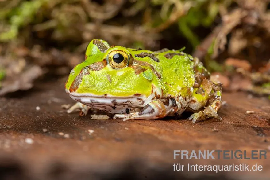 Pazifischer Hornfrosch, Ceratophrys stolzmanni