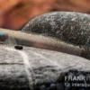 Pelewensis-Grundel, Stiphodon pelewensis
