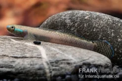 Pelewensis-Grundel, Stiphodon pelewensis