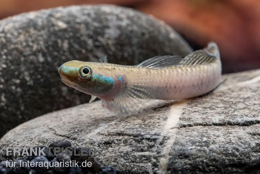 Pelewensis-Grundel, Stiphodon pelewensis