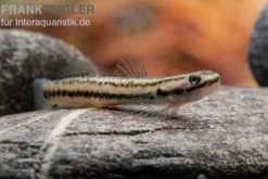 Pelewensis-Grundel, Stiphodon pelewensis