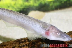 Pelikan-Messerfisch, Compsaraia samueli