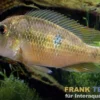 Pellegrins Erdfresser, Geophagus pellegrini, DNZ
