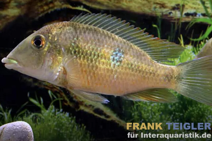 Pellegrins Erdfresser, Geophagus pellegrini, DNZ