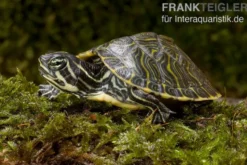 Penisula-Schmuckschildkröte, Pseudemys peninsularis