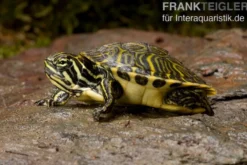 Penisula-Schmuckschildkröte, Pseudemys peninsularis