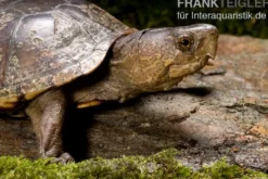 Pennsylvania-Klappschildkröte, Kinosternon subrubrum