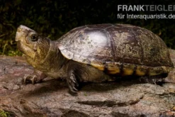 Pennsylvania-Klappschildkröte, Kinosternon subrubrum
