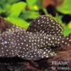 Peppermint Harnischwels, Parancistrus sp. Peppermint, L30/L16/L315, 10-12 cm