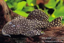 Peppermint Harnischwels, Parancistrus sp. Peppermint, L30/L16/L315, 10-12 cm