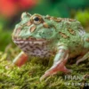 Peppermint-Pacman-Frog, Ceratophrys cranwelli peppermint