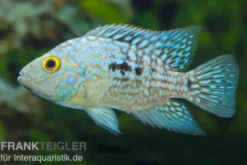 Perlcichlide, Herichthys carpintis (Cichlasoma carpinte)