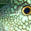 Perlcichlide, Herichthys cyanoguttatus