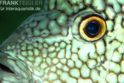 Perlcichlide, Herichthys cyanoguttatus