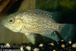 Perlcichlide, Herichthys cyanoguttatus