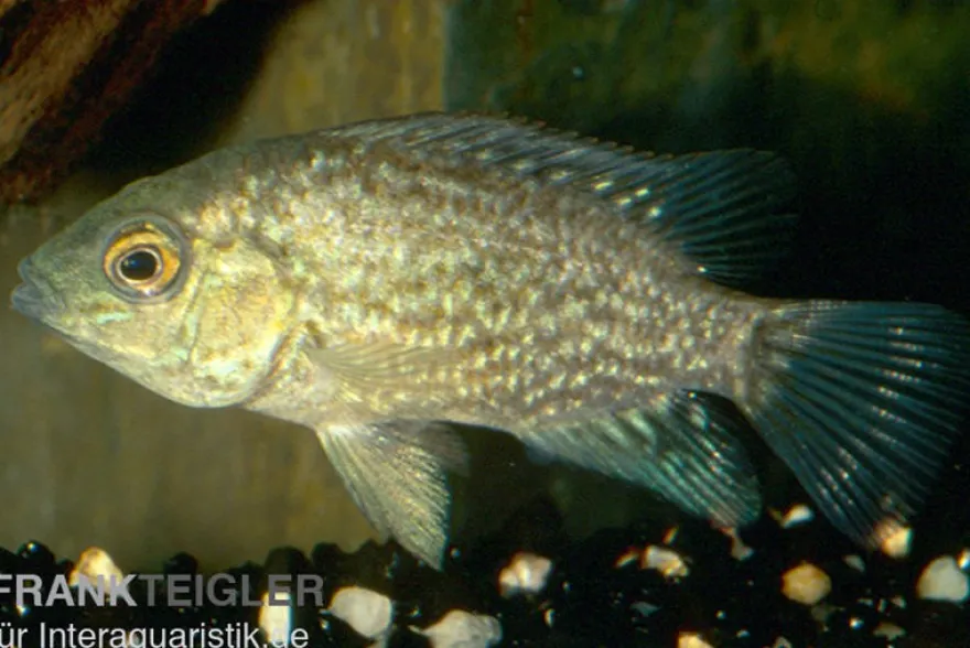 Perlcichlide, Herichthys cyanoguttatus