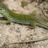 Perleidechse, Timon lepidus
