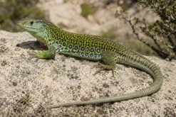 Perleidechse, Timon lepidus