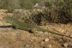 Perleidechse, Timon lepidus