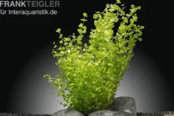 Perlenkraut, Micranthemum umbrosum, im Topf
