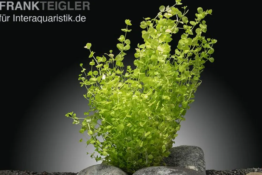 Perlenkraut, Micranthemum umbrosum, im Topf