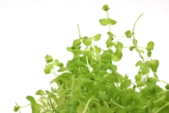 Perlenkraut, Micranthemum umbrosum, im Topf