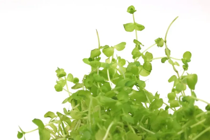 Perlenkraut, Micranthemum umbrosum, im Topf