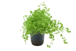 Perlenkraut, Micranthemum umbrosum, im Topf