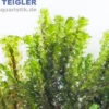 Perlenmoos, Distichophyllum sp. Rare, im 250 ml Becher