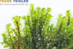 Perlenmoos, Distichophyllum sp. Rare, im 250 ml Becher