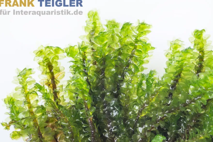 Perlenmoos, Distichophyllum sp. Rare, im 250 ml Becher