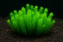Perlenmoos, Distichophyllum sp. Rare, im 250 ml Becher