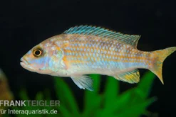 Perle von Likoma, Melanochromis joanjohnsonae
